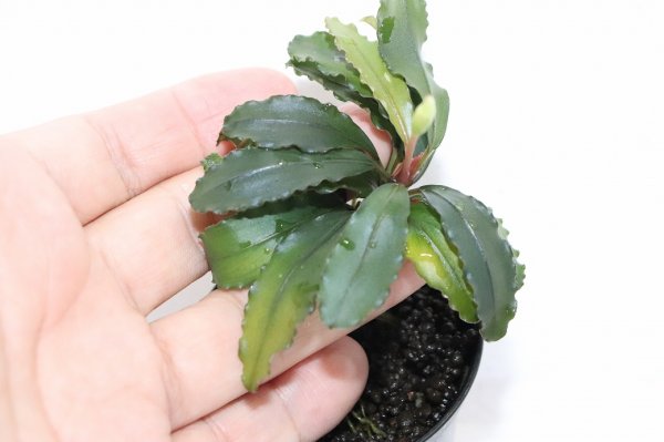 通販 水草】ブセファランドラ sp マエストロブルー(輸入品) 【1ポット