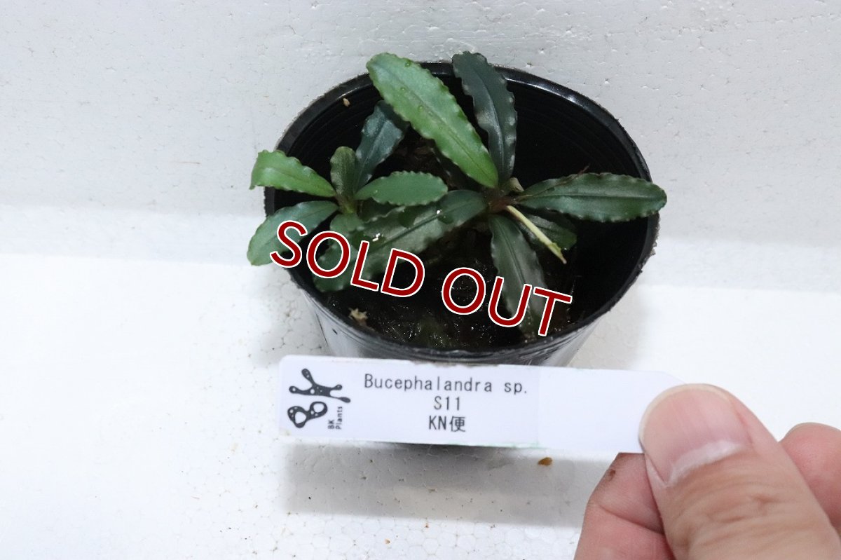 画像3: 【通販 水草】ブセファランドラ sp s11(輸入品)【1ポット サンプル画像】（陰性水草)（生体）（熱帯魚） (3)