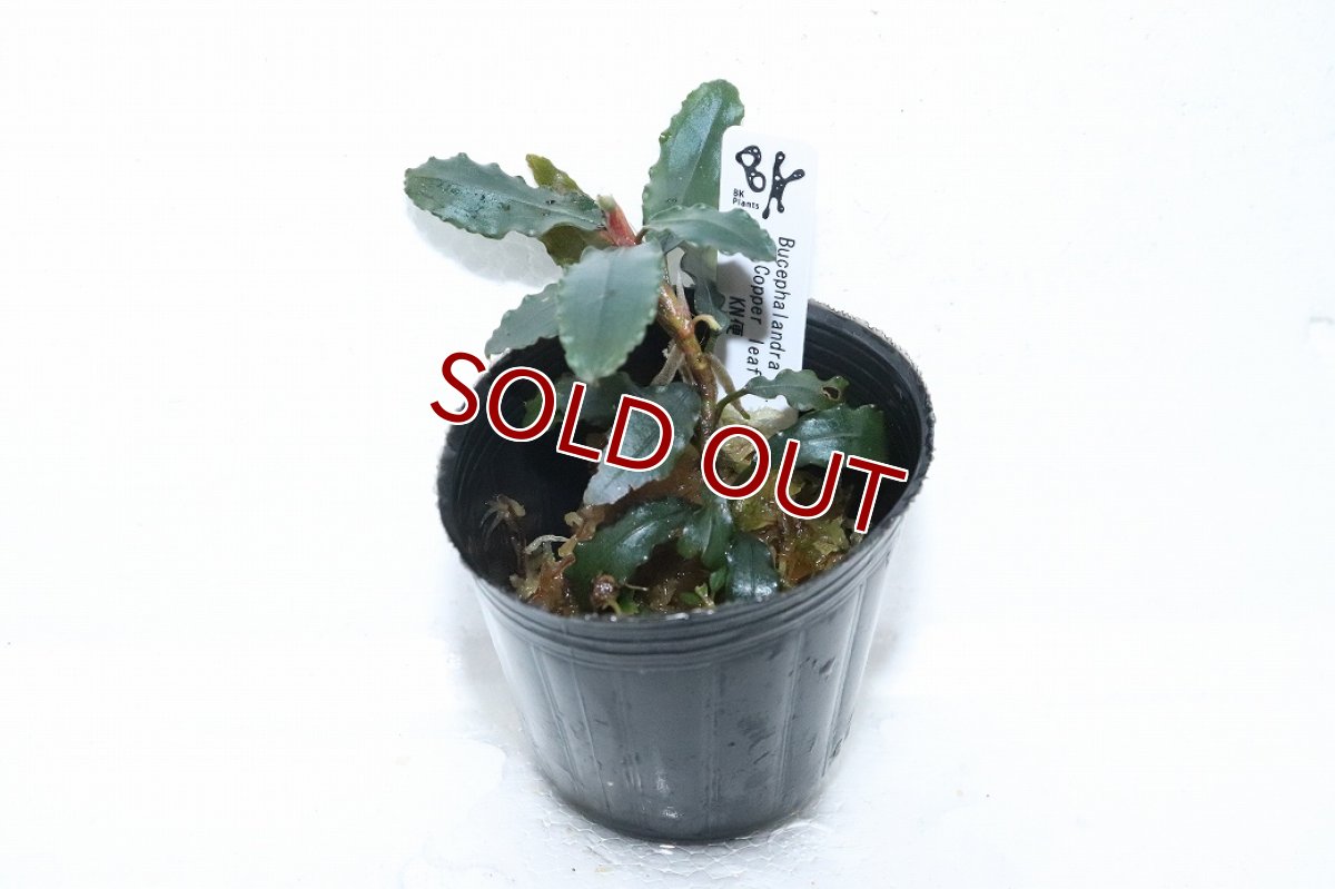 画像1: 【通販 水草】ブセファランドラ sp コッパーリーフ(輸入品)【1ポット サンプル画像】（陰性水草)（生体）（熱帯魚） (1)