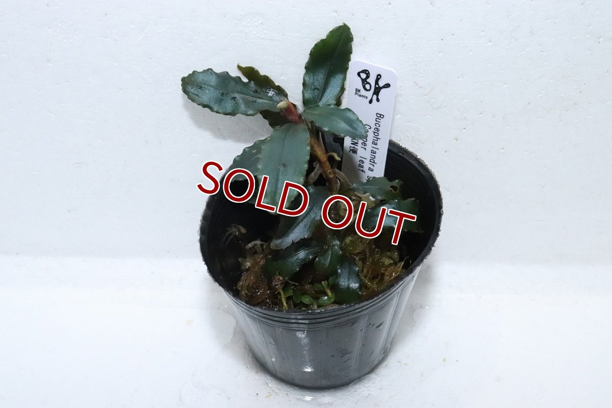 画像2: 【通販 水草】ブセファランドラ sp コッパーリーフ(輸入品)【1ポット サンプル画像】（陰性水草)（生体）（熱帯魚） (2)