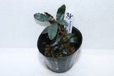 画像2: 【通販 水草】ブセファランドラ sp コッパーリーフ(輸入品)【1ポット サンプル画像】（陰性水草)（生体）（熱帯魚） (2)