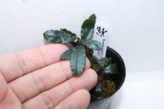 画像3: 【通販 水草】ブセファランドラ sp コッパーリーフ(輸入品)【1ポット サンプル画像】（陰性水草)（生体）（熱帯魚） (3)