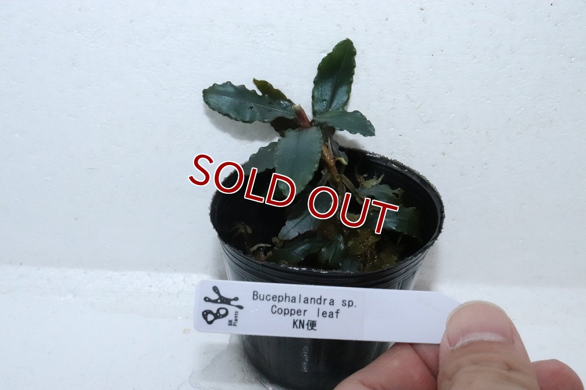 画像4: 【通販 水草】ブセファランドラ sp コッパーリーフ(輸入品)【1ポット サンプル画像】（陰性水草)（生体）（熱帯魚） (4)