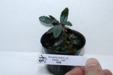 画像4: 【通販 水草】ブセファランドラ sp コッパーリーフ(輸入品)【1ポット サンプル画像】（陰性水草)（生体）（熱帯魚） (4)