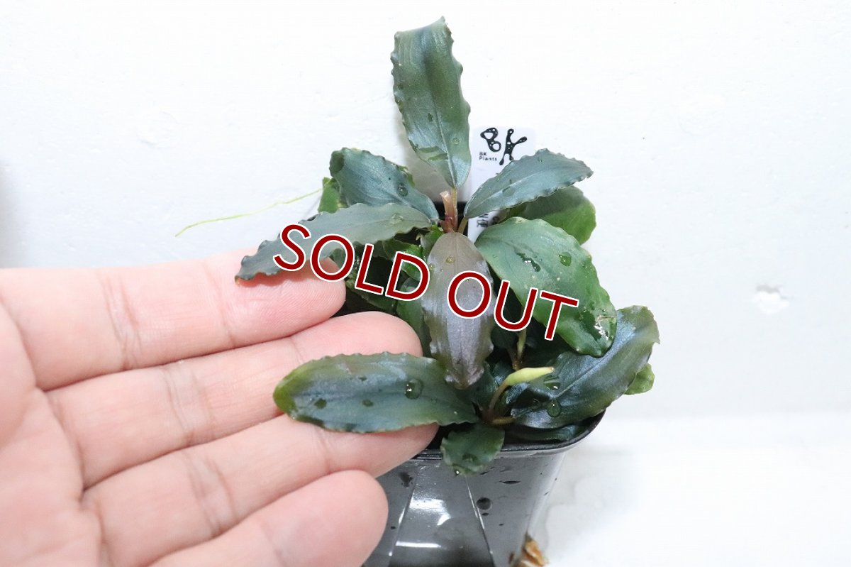 画像3: 【通販 水草】ブセファランドラ sp レインボーセンチピード(輸入品)【1ポット サンプル画像】（陰性水草)（生体）（熱帯魚） (3)