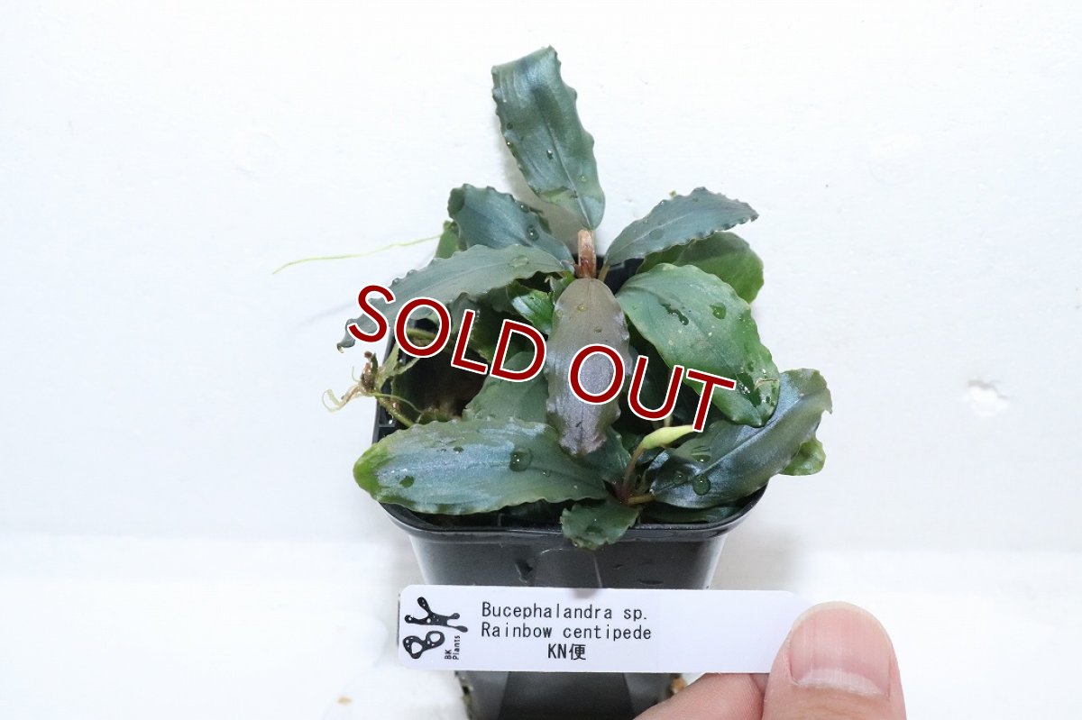 画像4: 【通販 水草】ブセファランドラ sp レインボーセンチピード(輸入品)【1ポット サンプル画像】（陰性水草)（生体）（熱帯魚） (4)