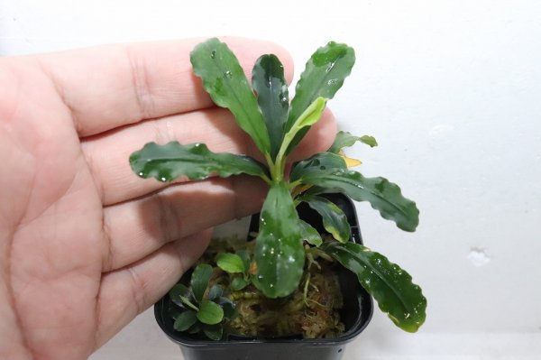 陰性水草 Bucephalandra motleyana Miri産 親株 通販 水草】ブセファランドラ sp マイルドウェーブ(輸入品)【1ポット