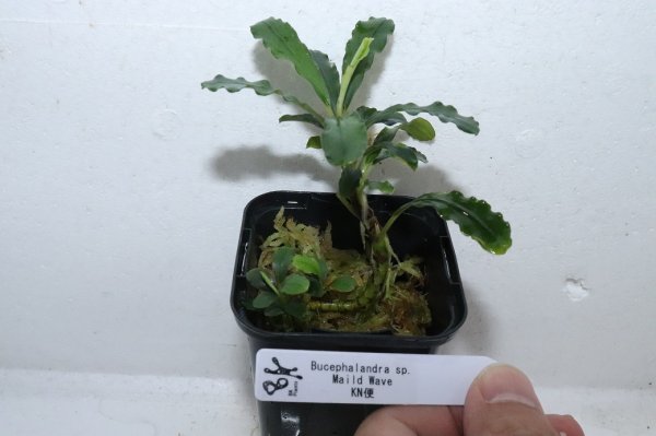 陰性水草の王様的存在【ブセファランドラ】Aurora KN便 陰性水草の王様的存在【ブセファランドラ】Aurora KN便 通販 水草