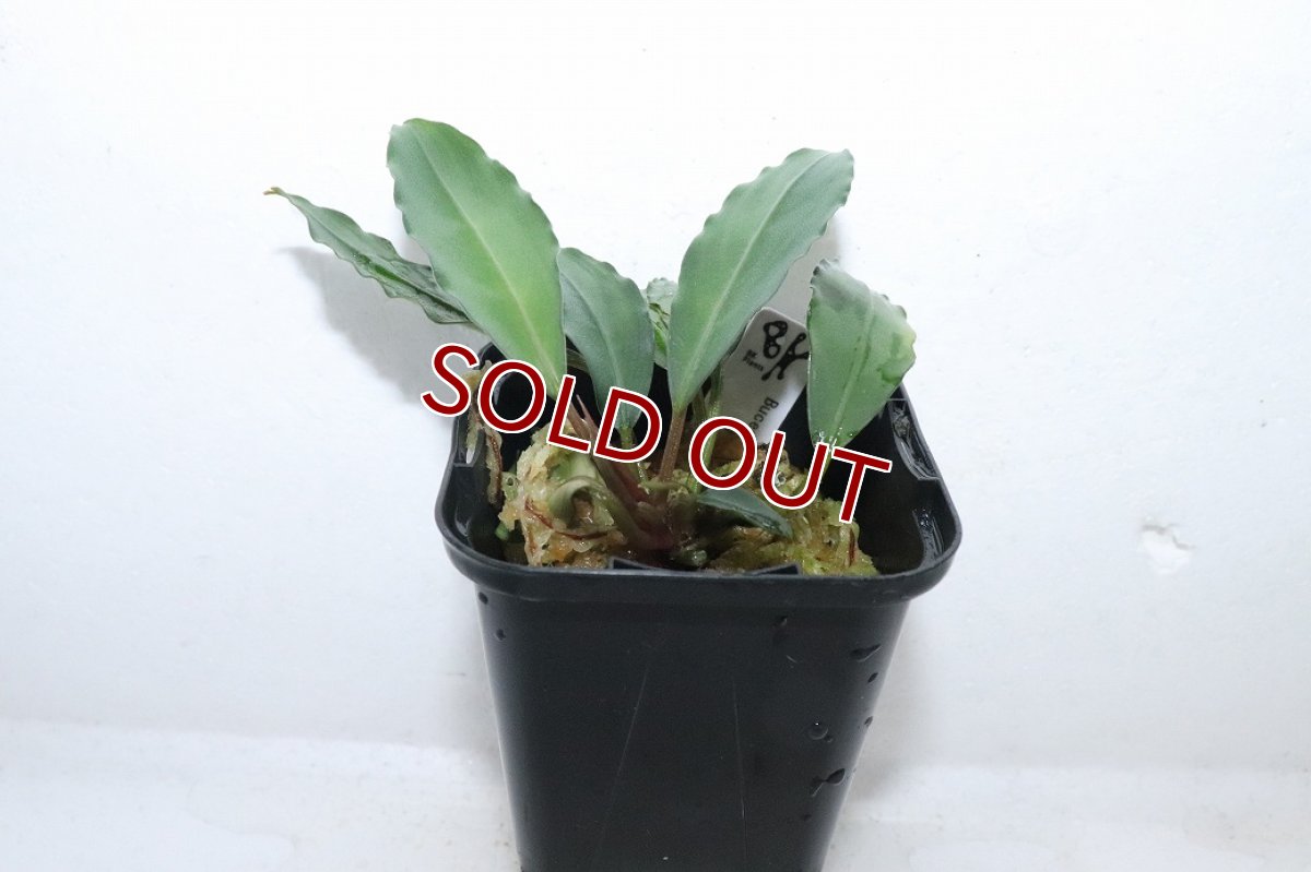 画像1: 【通販 水草】ブセファランドラ sp ミランダ(輸入品)【1ポット サンプル画像】（陰性水草)（生体）（熱帯魚） (1)