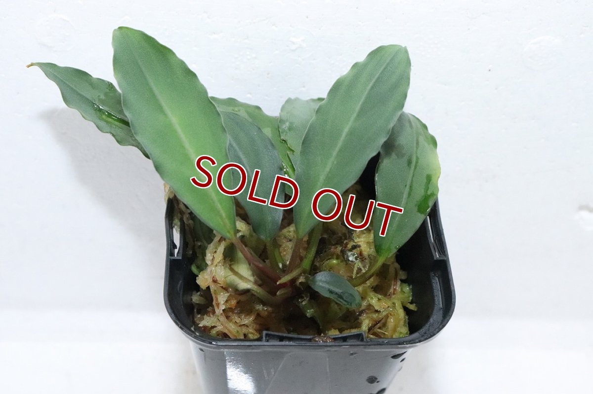 画像2: 【通販 水草】ブセファランドラ sp ミランダ(輸入品)【1ポット サンプル画像】（陰性水草)（生体）（熱帯魚） (2)