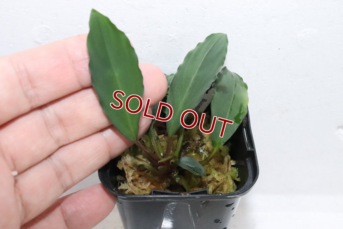 画像3: 【通販 水草】ブセファランドラ sp ミランダ(輸入品)【1ポット サンプル画像】（陰性水草)（生体）（熱帯魚） (3)