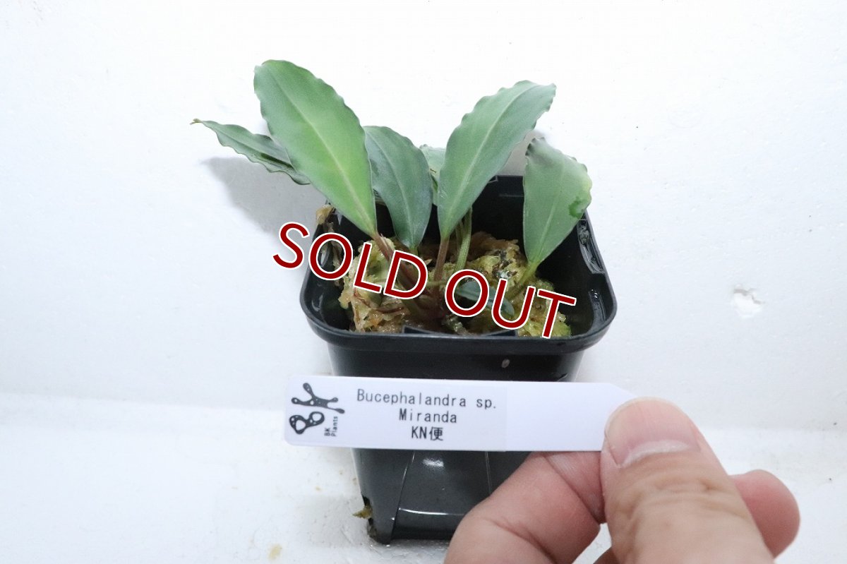画像4: 【通販 水草】ブセファランドラ sp ミランダ(輸入品)【1ポット サンプル画像】（陰性水草)（生体）（熱帯魚） (4)