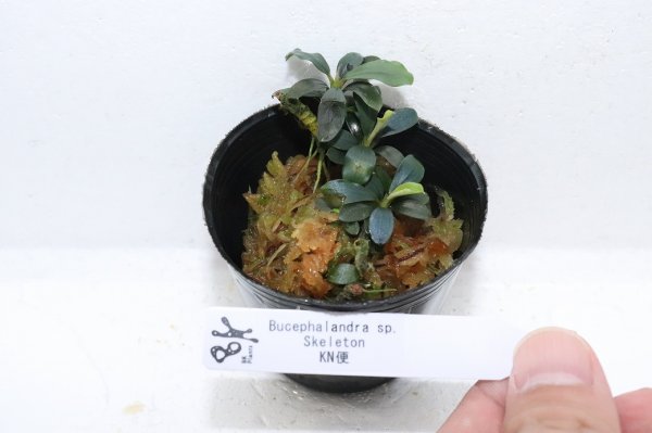 通販 水草】ブセファランドラ sp スケルトン(輸入品)【1ポット