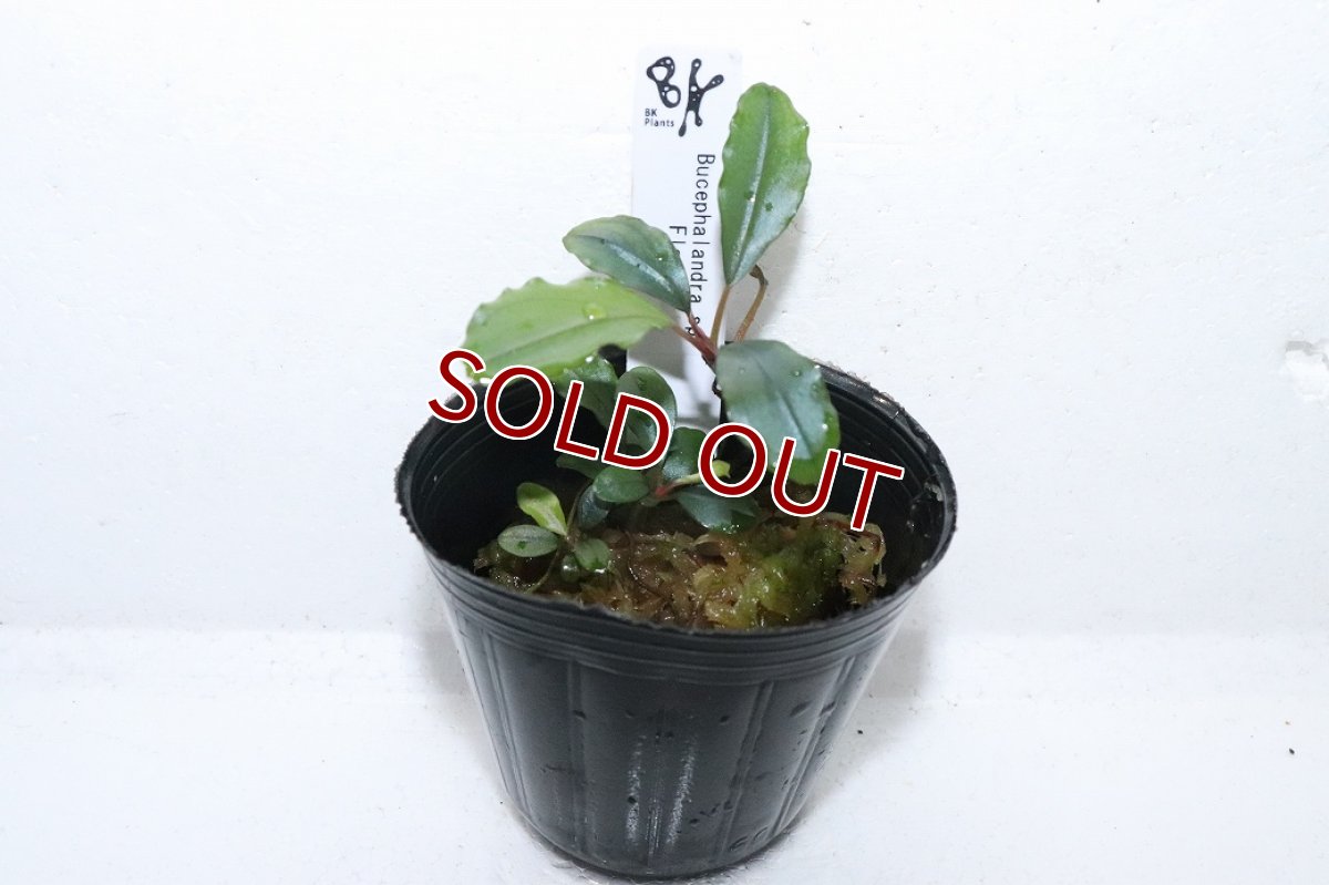 画像1: 【通販 水草】ブセファランドラ sp フローラ(輸入品)【1ポット サンプル画像】（陰性水草)（生体）（熱帯魚） (1)