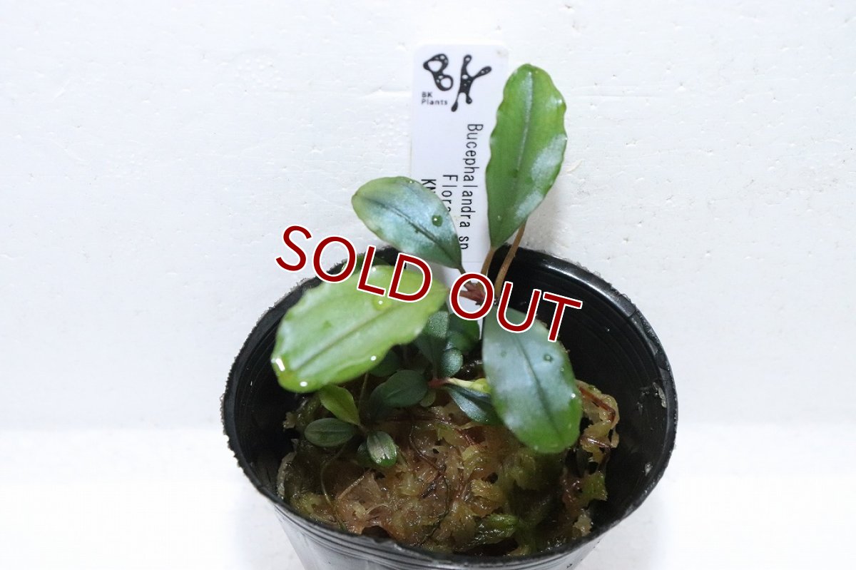 画像2: 【通販 水草】ブセファランドラ sp フローラ(輸入品)【1ポット サンプル画像】（陰性水草)（生体）（熱帯魚） (2)
