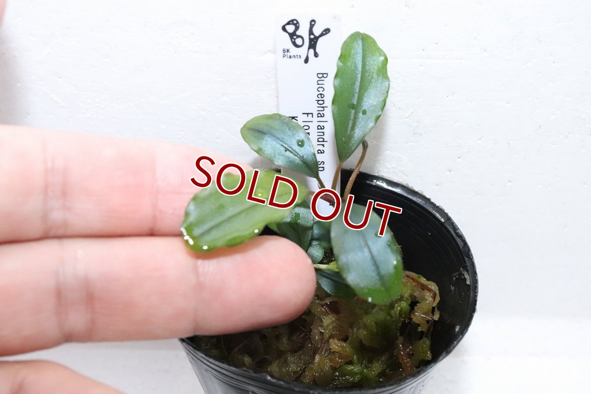 画像3: 【通販 水草】ブセファランドラ sp フローラ(輸入品)【1ポット サンプル画像】（陰性水草)（生体）（熱帯魚） (3)