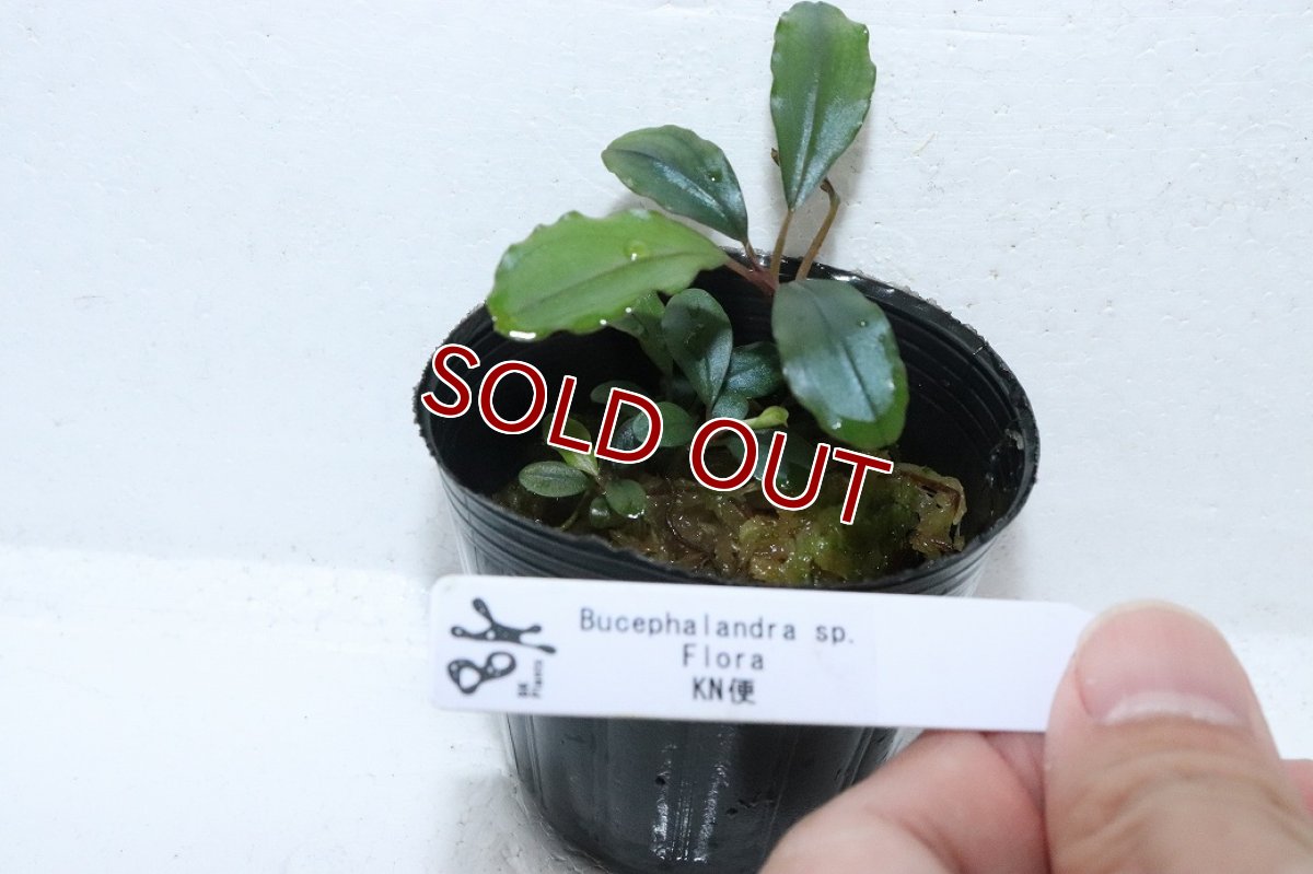 画像4: 【通販 水草】ブセファランドラ sp フローラ(輸入品)【1ポット サンプル画像】（陰性水草)（生体）（熱帯魚） (4)