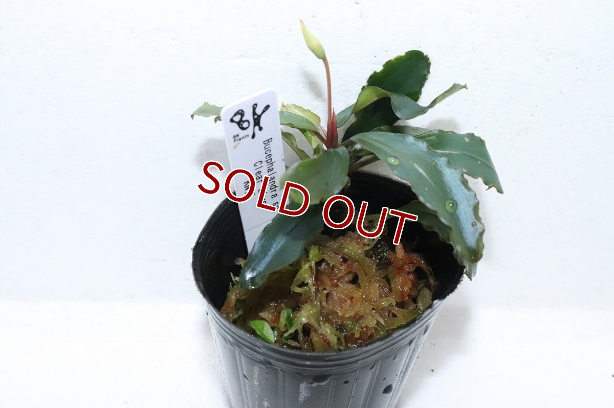 画像1: 【通販 水草】ブセファランドラ sp クリアブルー(輸入品)【1ポット サンプル画像】（陰性水草)（生体）（熱帯魚） (1)