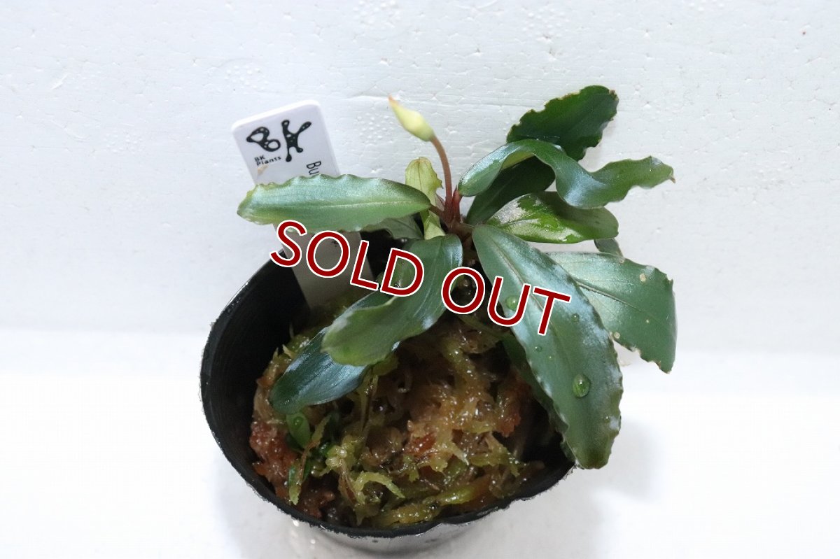 画像2: 【通販 水草】ブセファランドラ sp クリアブルー(輸入品)【1ポット サンプル画像】（陰性水草)（生体）（熱帯魚） (2)