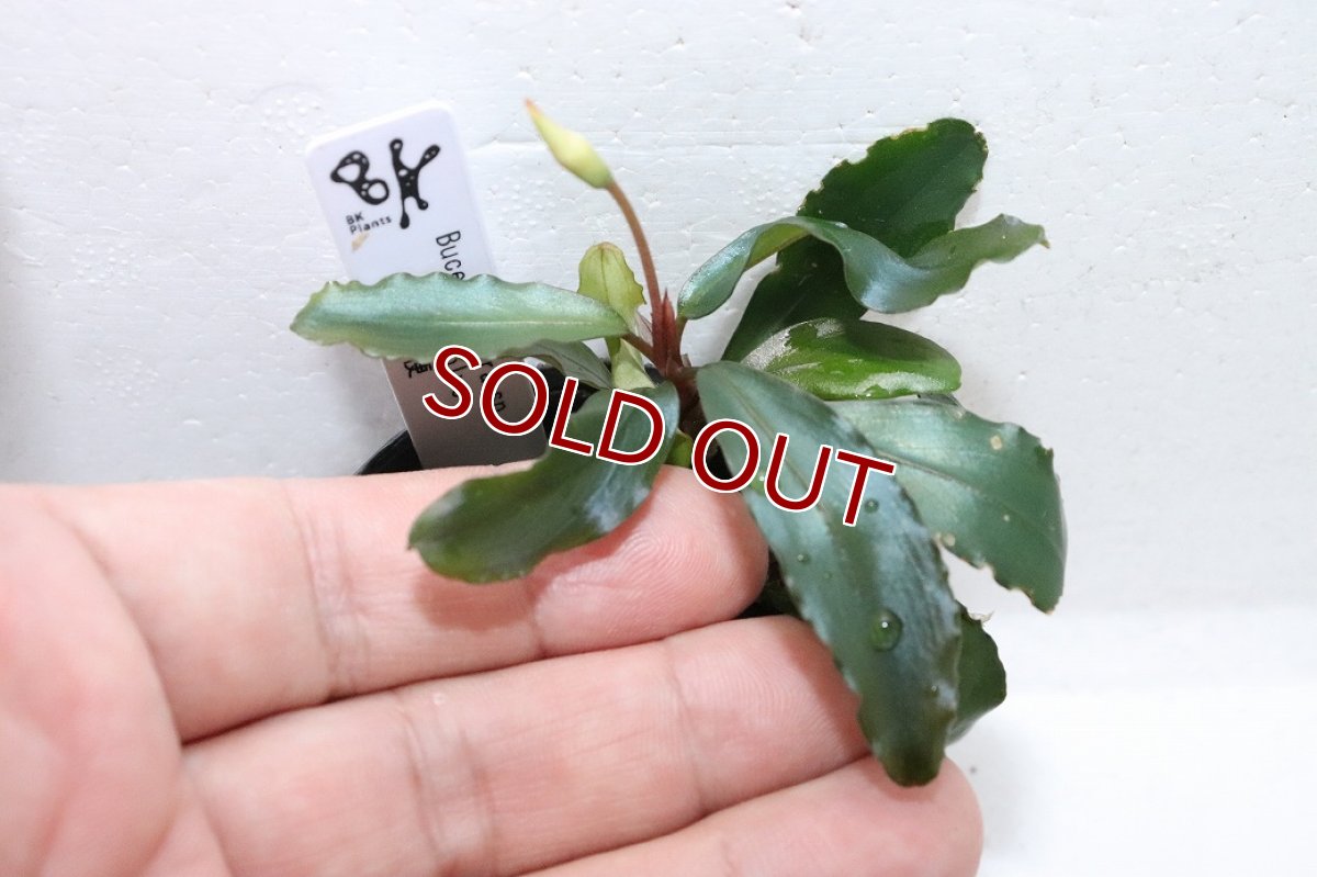 画像3: 【通販 水草】ブセファランドラ sp クリアブルー(輸入品)【1ポット サンプル画像】（陰性水草)（生体）（熱帯魚） (3)