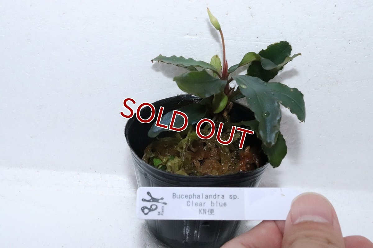 画像4: 【通販 水草】ブセファランドラ sp クリアブルー(輸入品)【1ポット サンプル画像】（陰性水草)（生体）（熱帯魚） (4)