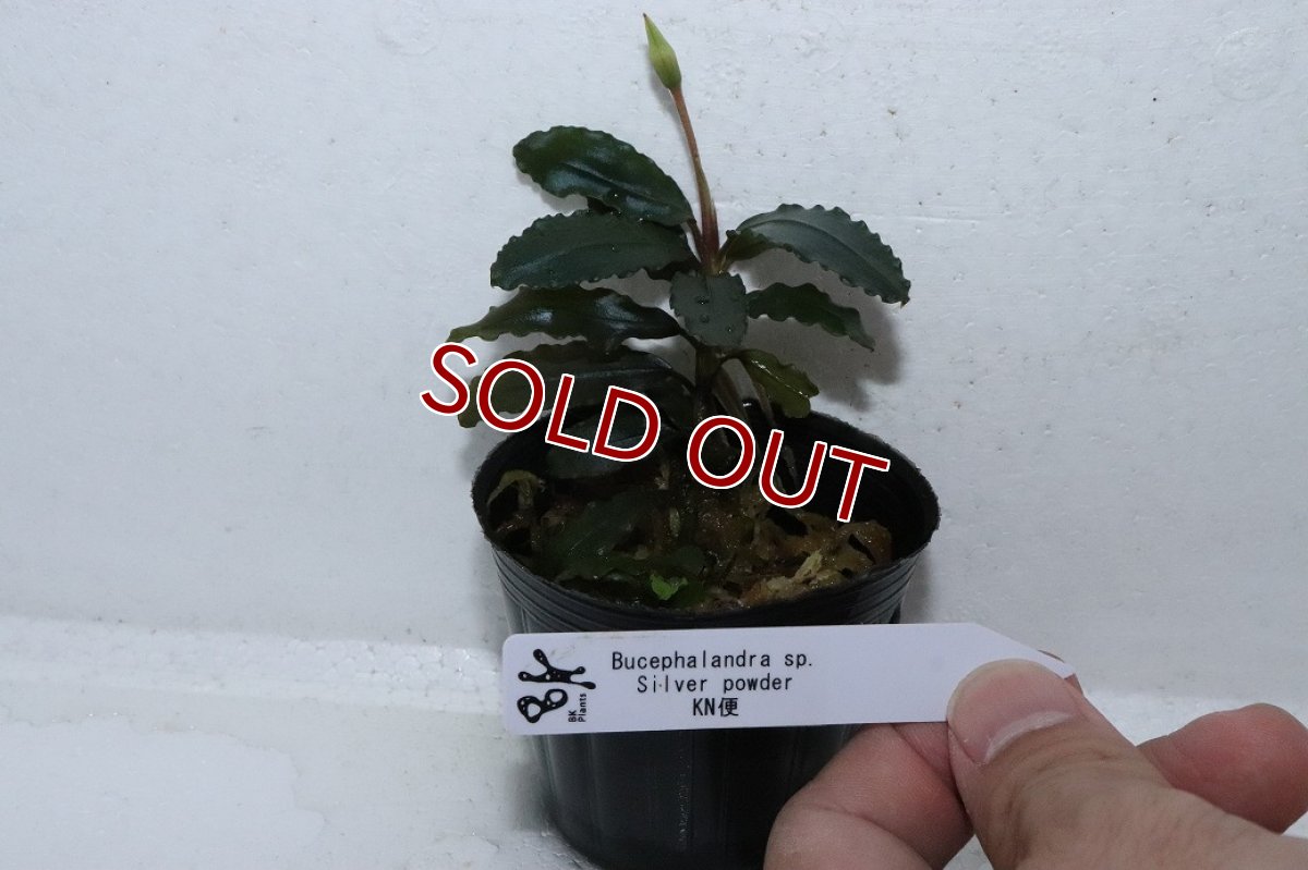 画像4: 【通販 水草】ブセファランドラ sp シルバーパウダー(輸入品)【1ポット サンプル画像】（陰性水草)（生体）（熱帯魚） (4)