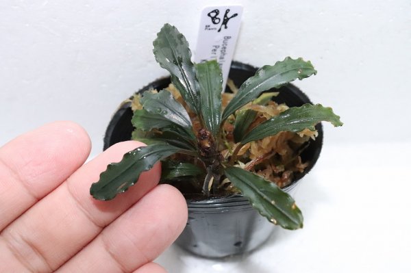 通販 水草】ブセファランドラ sp ペリーテブルー(輸入品)【1ポット