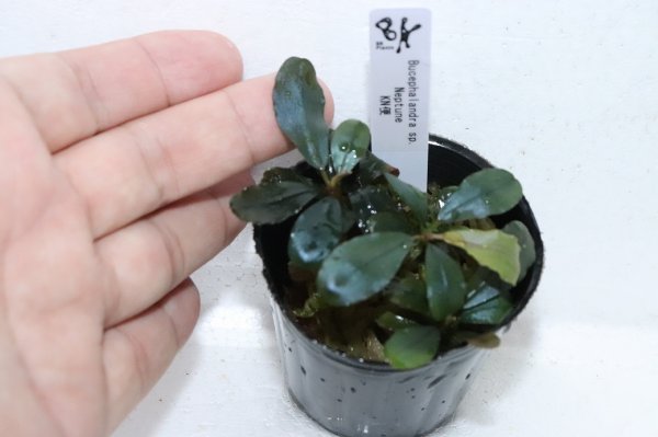 通販 水草】ブセファランドラ sp ネプチューン(輸入品)【1ポット
