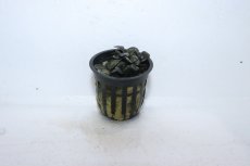 画像1: 【通販 水草】ブセファランドラ sp ブラウニ―Neo(輸入品)【1ポット サンプル画像】（陰性水草)（生体）（熱帯魚） (1)