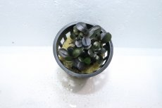 画像2: 【通販 水草】ブセファランドラ sp ブラウニ―Neo(輸入品)【1ポット サンプル画像】（陰性水草)（生体）（熱帯魚） (2)