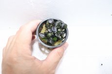 画像3: 【通販 水草】ブセファランドラ sp ブラウニ―Neo(輸入品)【1ポット サンプル画像】（陰性水草)（生体）（熱帯魚） (3)
