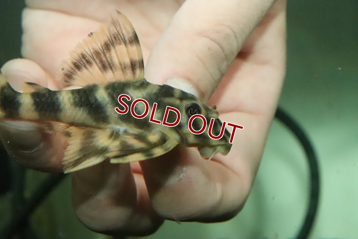 画像2: 【淡水魚】【通販】激安 マルガタイガーペコルティア ヤムンダ産 ワイルド【１匹 サンプル画像】(±7-8cm)(プレコ)(生体)(熱帯魚)NKP (2)