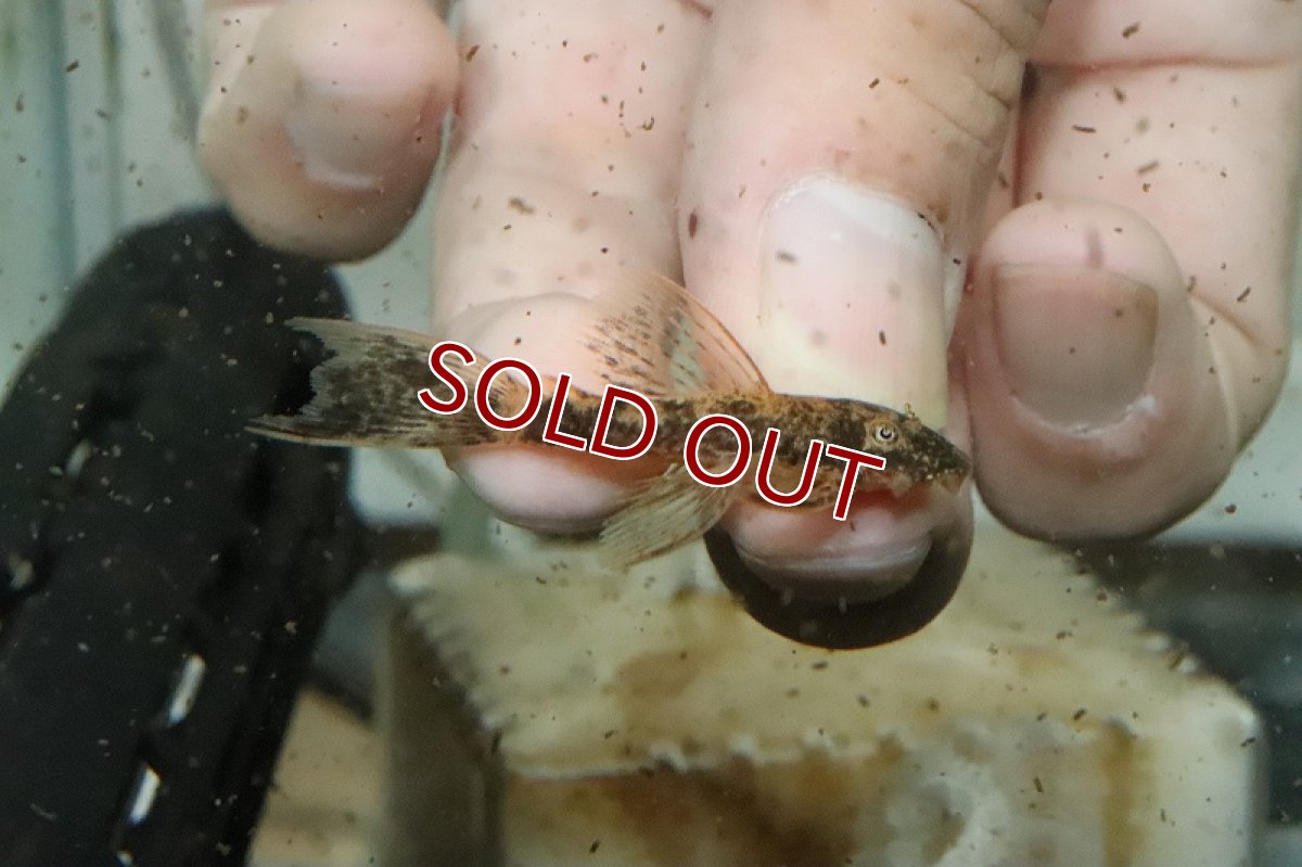 画像3: 【淡水魚】【通販】レア種 ロングフィン キャリコミニブッシープレコ【１匹サンプル画像】(プレコ)(生体)(熱帯魚)NKP (3)