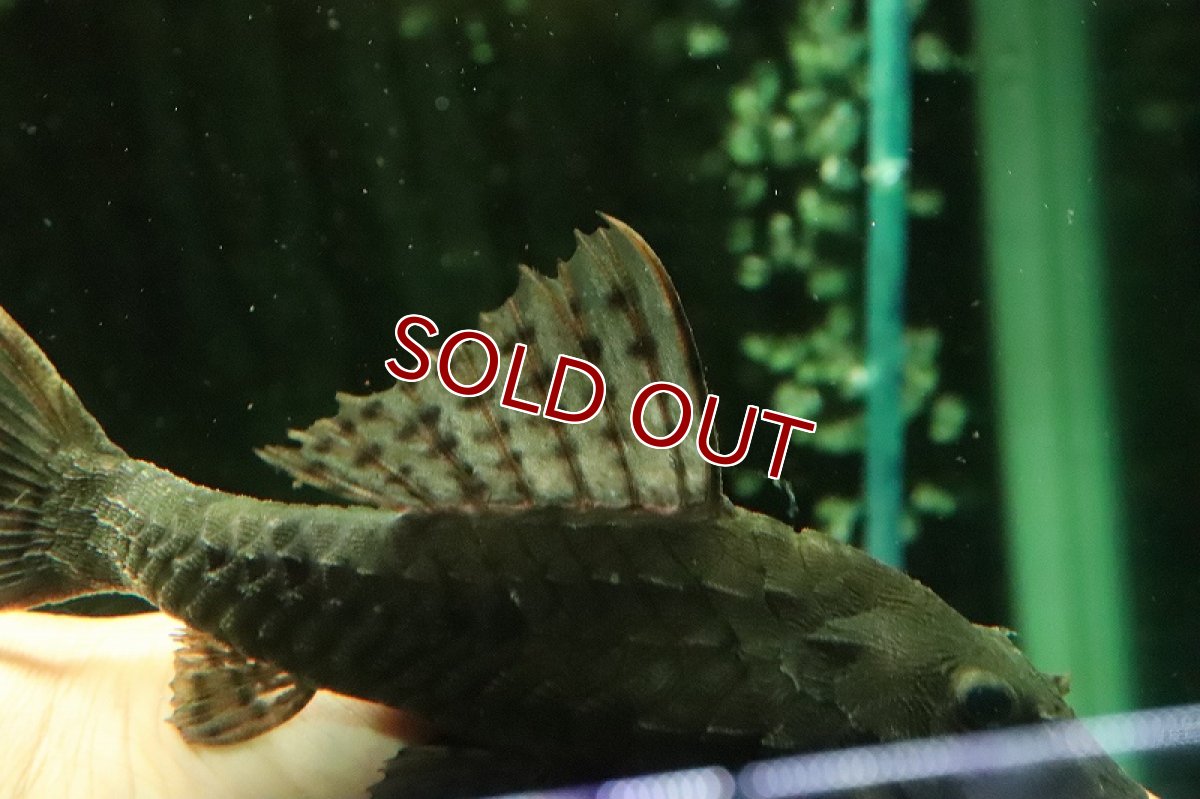 画像2: 【淡水魚】激レア スーパーレッドアーマードプレコ プルス ラーゴカスタニャ産ワイルド【１匹サンプル画像】±12-15cm(生体)(熱帯魚)NKP (2)