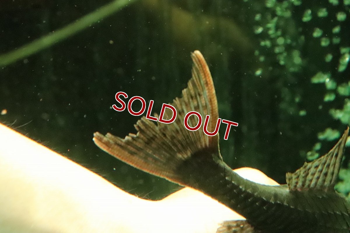 画像3: 【淡水魚】激レア スーパーレッドアーマードプレコ プルス ラーゴカスタニャ産ワイルド【１匹サンプル画像】±12-15cm(生体)(熱帯魚)NKP (3)