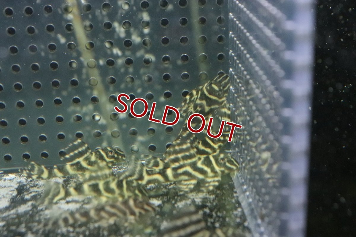 画像2: 【淡水魚】超大特価 オリノコメガクラウンプレコ【１匹 サンプル画像】(±3-5cm)(プレコ)(生体)(熱帯魚)NKP (2)