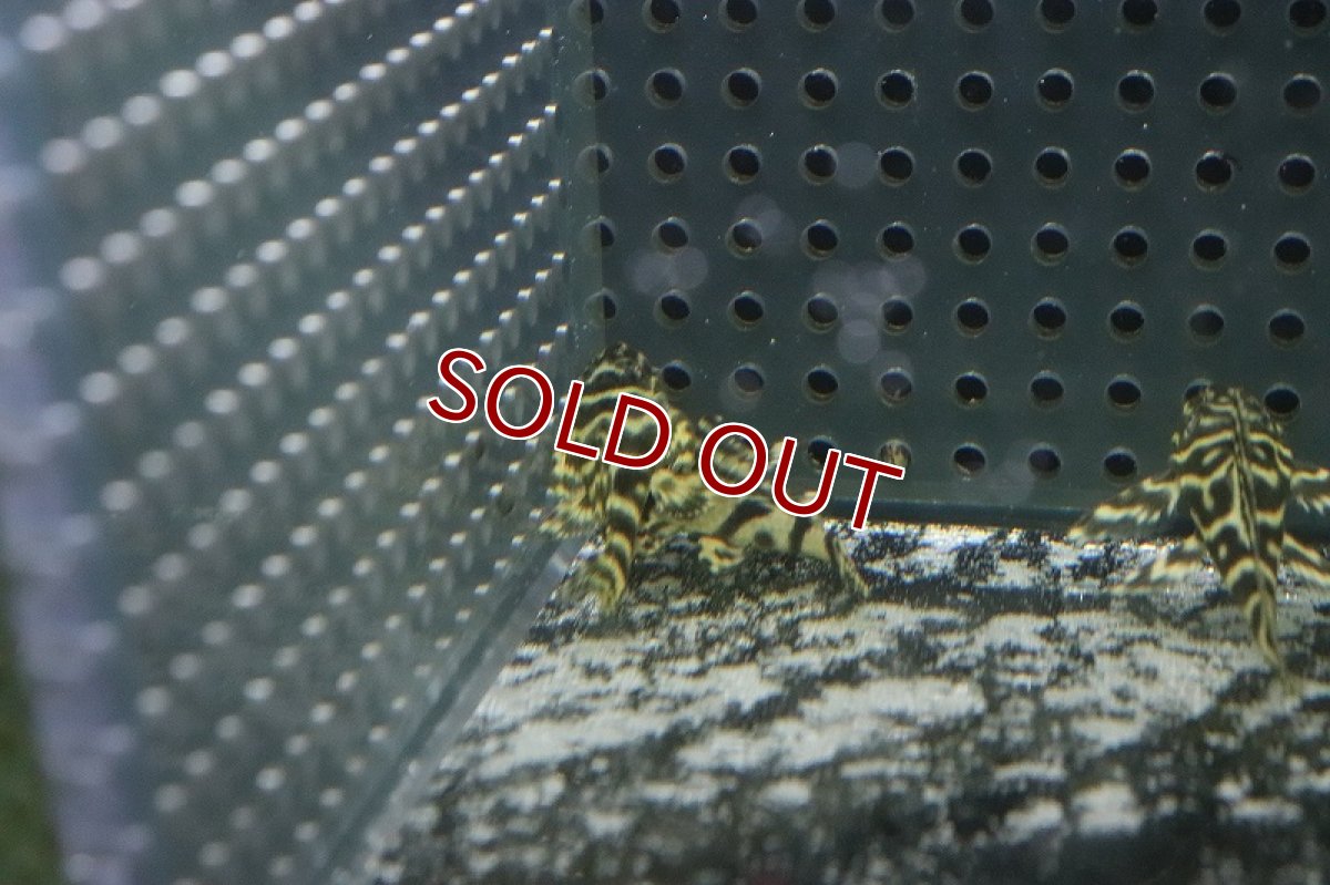 画像3: 【淡水魚】超大特価 オリノコメガクラウンプレコ【１匹 サンプル画像】(±3-5cm)(プレコ)(生体)(熱帯魚)NKP (3)