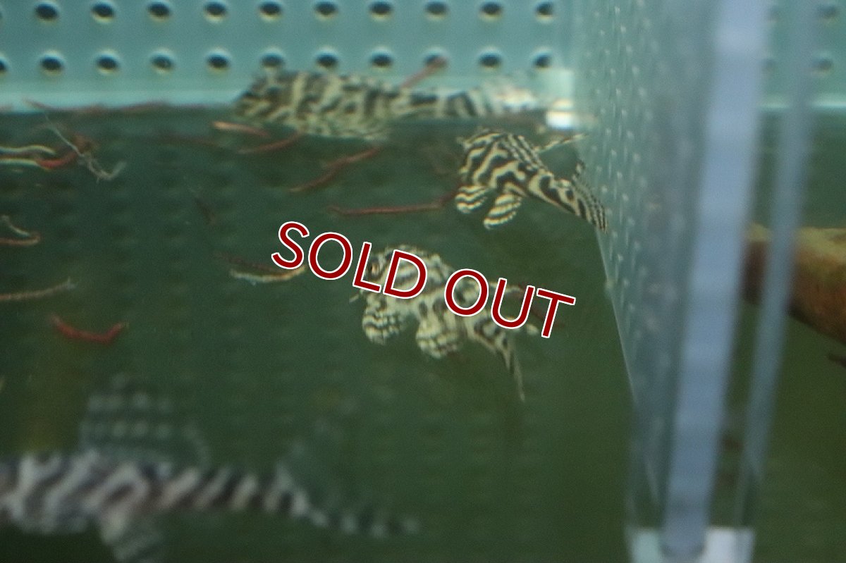 画像2: 【淡水魚】大特価 L-333 キングロイヤルペコルティア【１匹 サンプル画像】(±3-4cm)(プレコ)(生体)(熱帯魚)NKP (2)