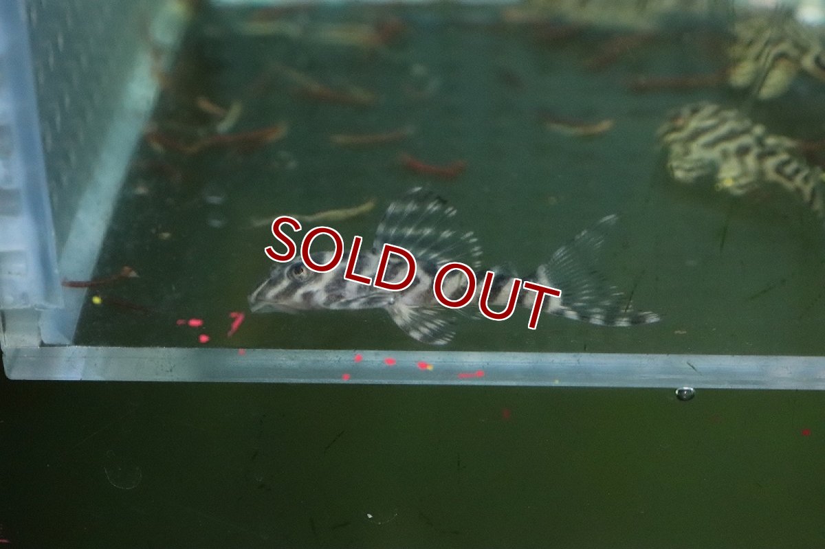 画像3: 【淡水魚】大特価 L-333 キングロイヤルペコルティア【１匹 サンプル画像】(±3-4cm)(プレコ)(生体)(熱帯魚)NKP (3)