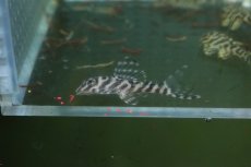 画像3: 【淡水魚】【通販】大特価 L-333 キングロイヤルペコルティア【１匹 サンプル画像】(±3-4cm)(プレコ)(生体)(熱帯魚)NKP (3)