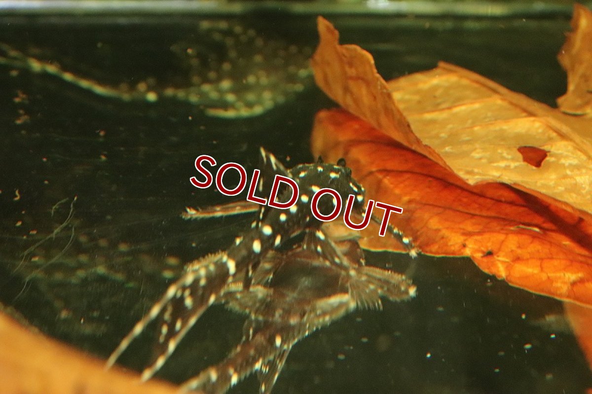画像3: 【淡水魚】大きめ 大特価 アグアプレコ ワイルド【１匹 サンプル画像】(±10cm)(プレコ)(生体)(熱帯魚)NKP (3)