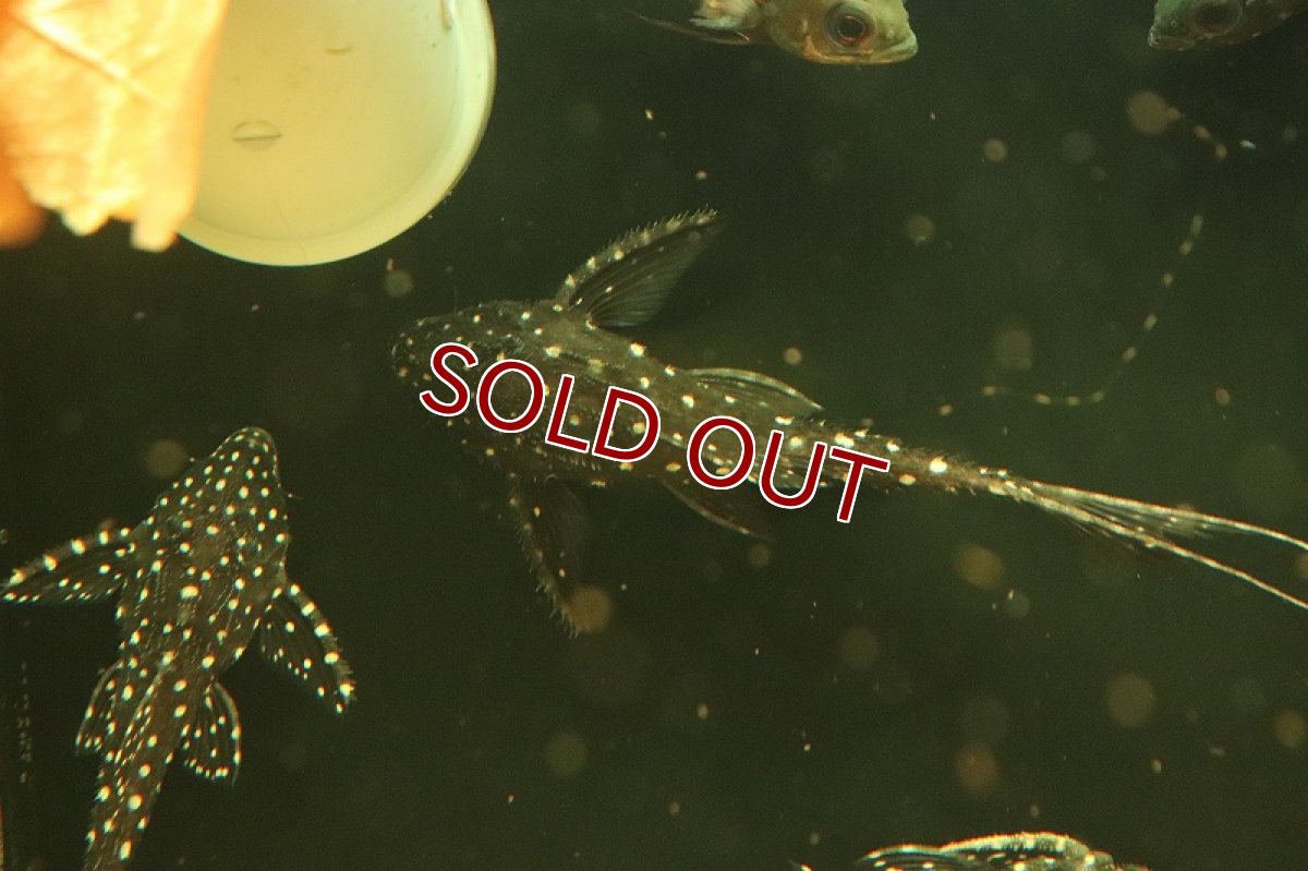 画像4: 【淡水魚】大きめ 大特価 アグアプレコ ワイルド【１匹 サンプル画像】(±10cm)(プレコ)(生体)(熱帯魚)NKP (4)