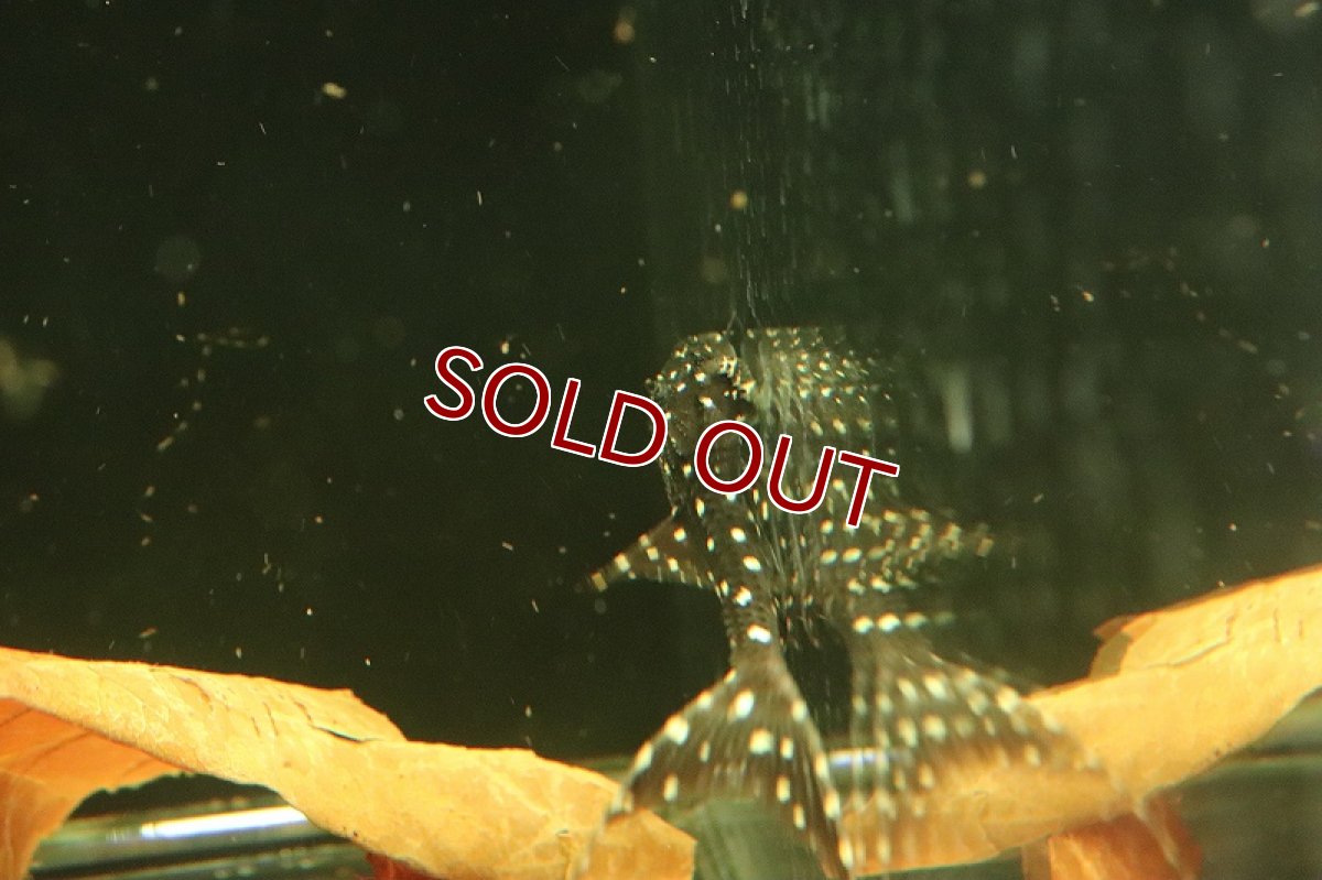 画像5: 【淡水魚】大きめ 大特価 アグアプレコ ワイルド【１匹 サンプル画像】(±10cm)(プレコ)(生体)(熱帯魚)NKP (5)