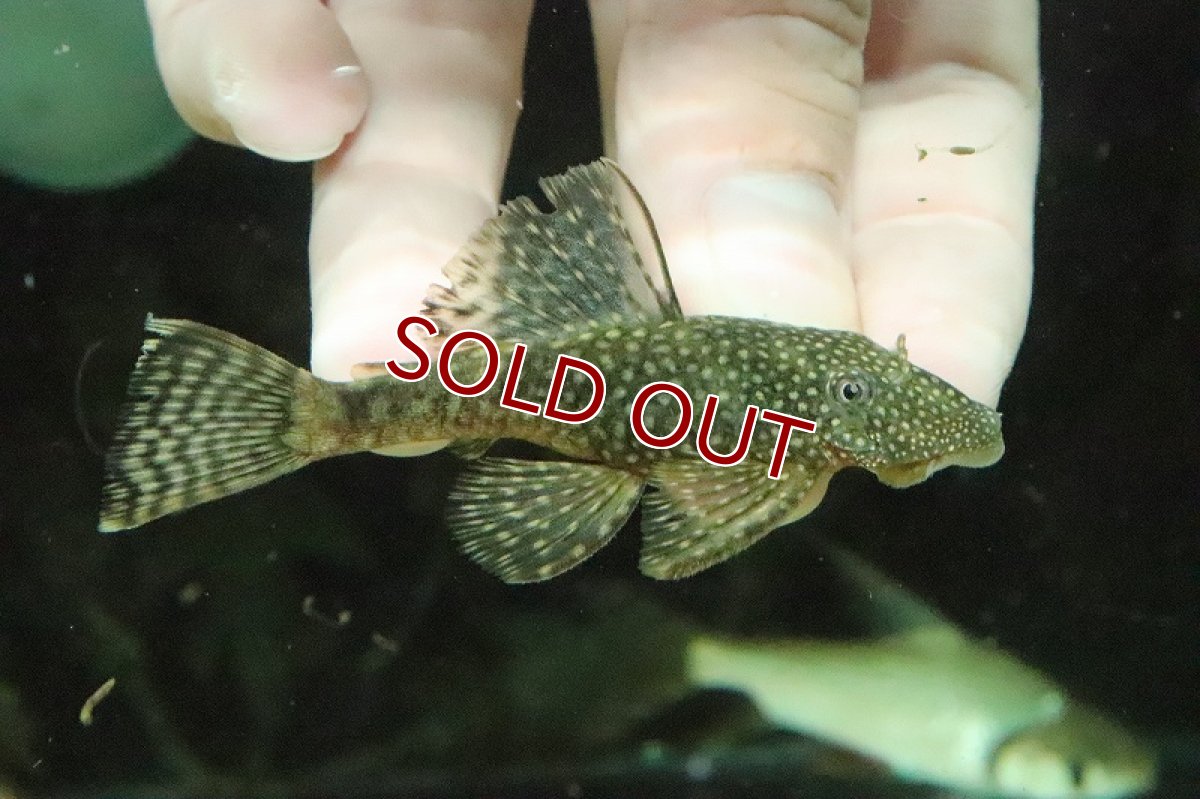 画像2: 【淡水魚】超大特価 Lサイズ ブッシープレコ【１匹 サンプル画像】(±8-10cm)(プレコ)(生体)(熱帯魚)NKP (2)