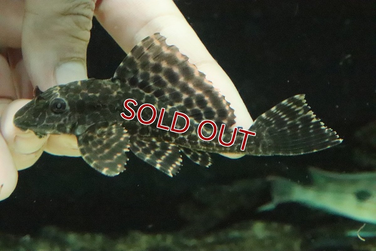 画像2: 【淡水魚】超大特価 ワイルドセルフィンプレコ ネグロ産＆コロンビア産【１匹 サンプル画像】(±7-8cm)(プレコ)(生体)(熱帯魚)NKP (2)
