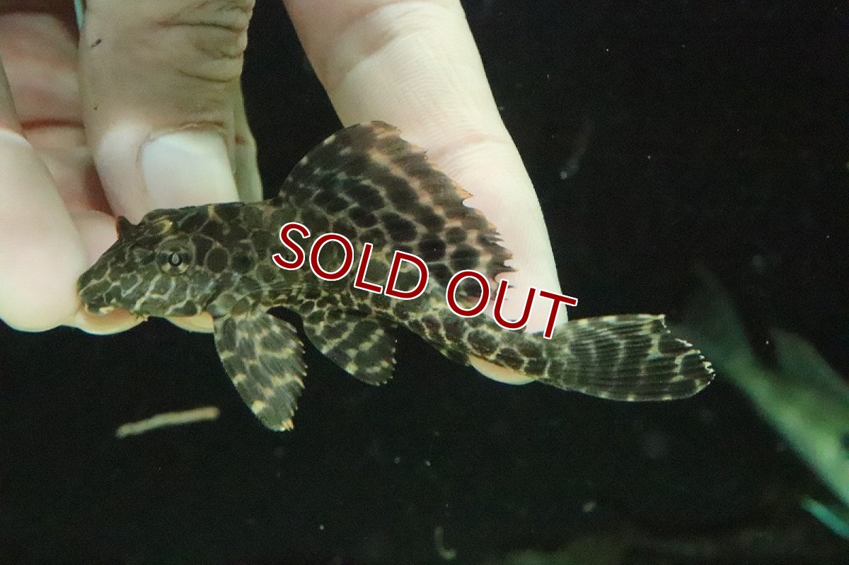 画像3: 【淡水魚】超大特価 ワイルドセルフィンプレコ ネグロ産＆コロンビア産【１匹 サンプル画像】(±7-8cm)(プレコ)(生体)(熱帯魚)NKP (3)