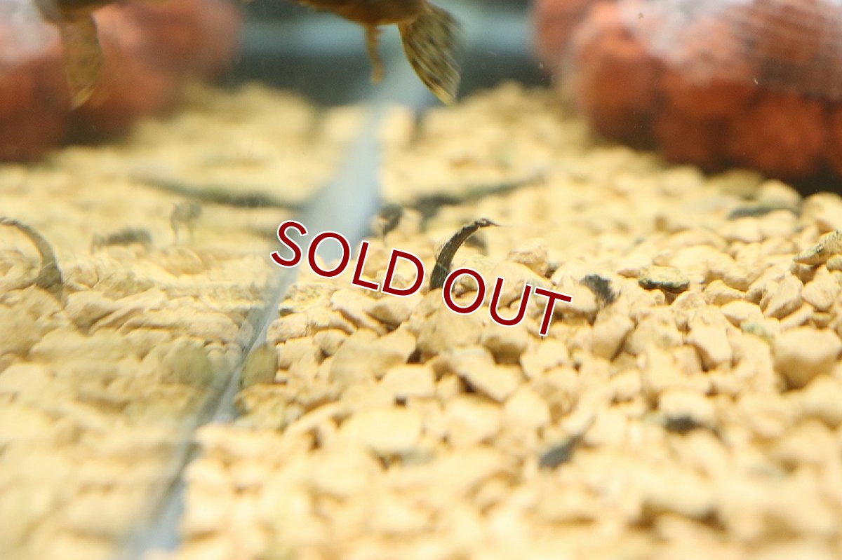 画像2: 【淡水魚】【通販】ベビーサイズ ミニブッシープレコ【１匹 サンプル画像】(±1cm)(プレコ)(生体)(熱帯魚)NKP (2)