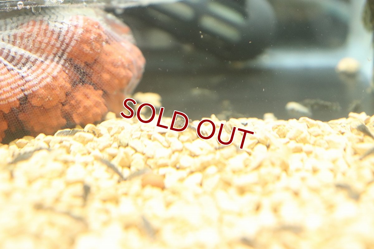 画像3: 【淡水魚】【通販】ベビーサイズ ミニブッシープレコ【１匹 サンプル画像】(±1cm)(プレコ)(生体)(熱帯魚)NKP (3)