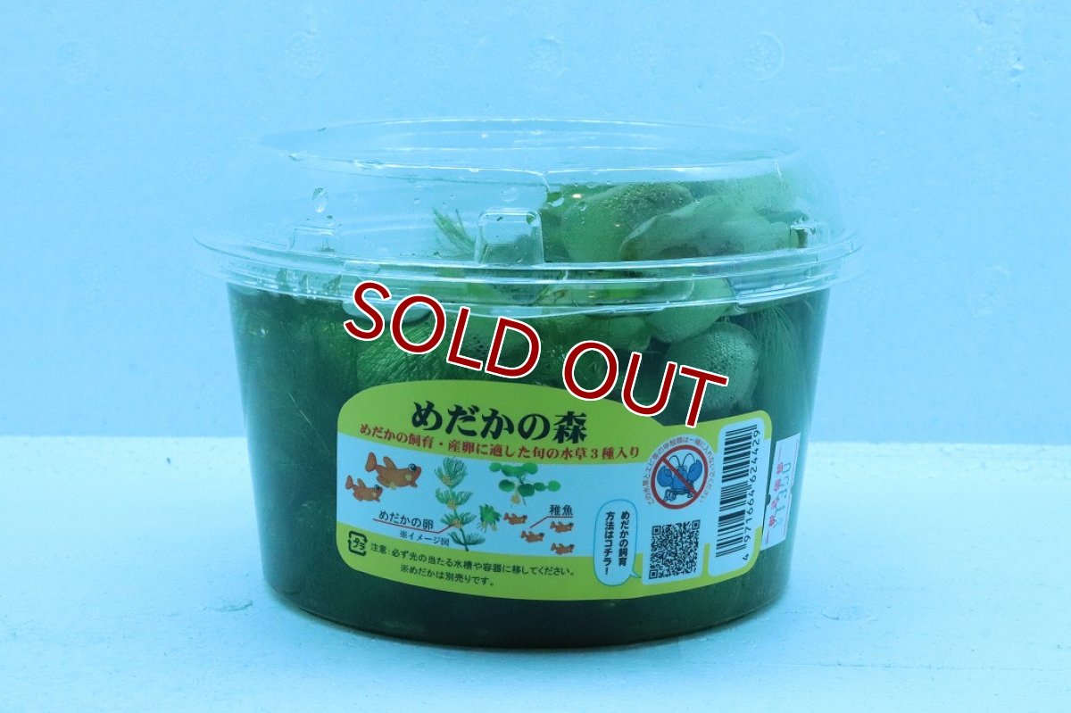画像1: 【通販 水草】めだかの森(輸入品)【1カップ サンプル画像】（生体）（熱帯魚） (1)