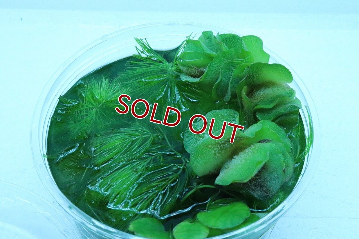 画像2: 【通販 水草】めだかの森(輸入品)【1カップ サンプル画像】（生体）（熱帯魚） (2)